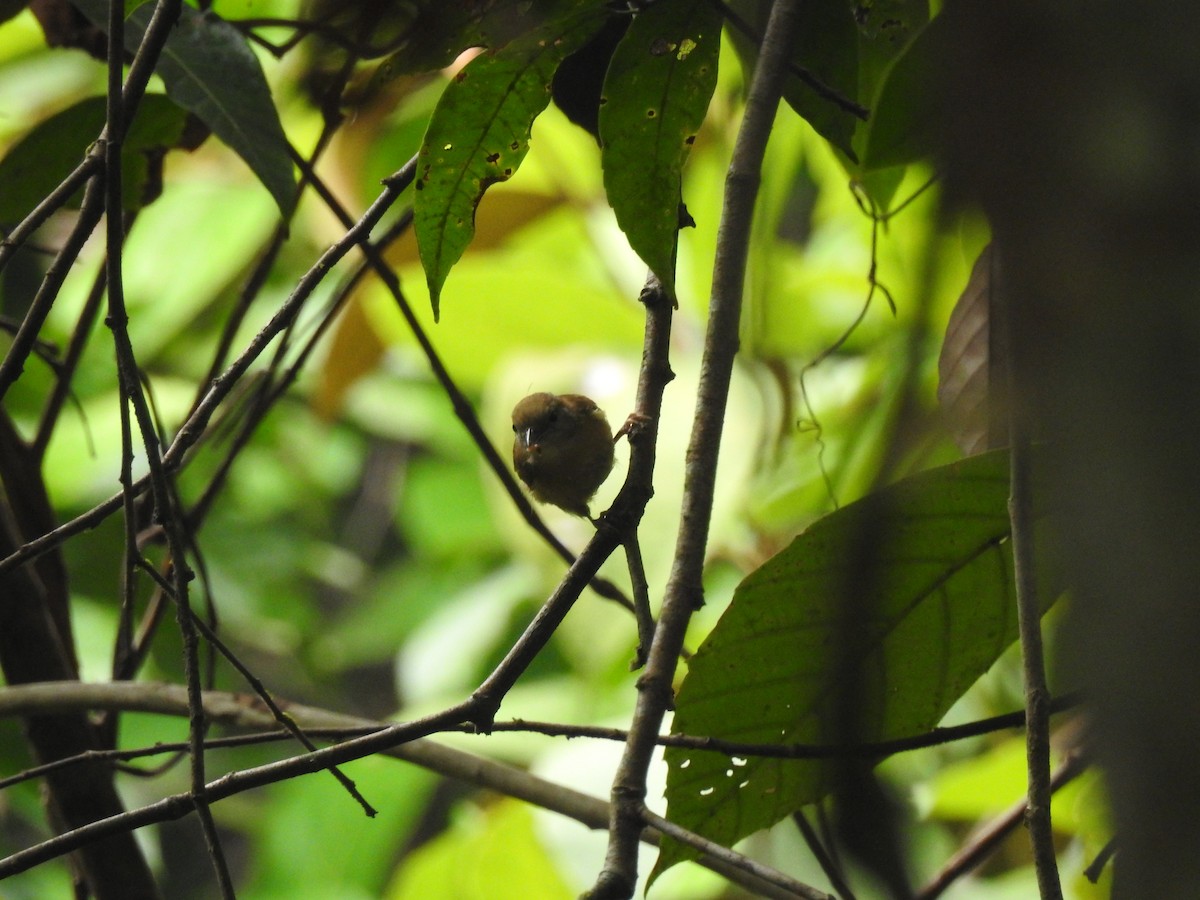 Tawny-crowned Greenlet - ML619856756