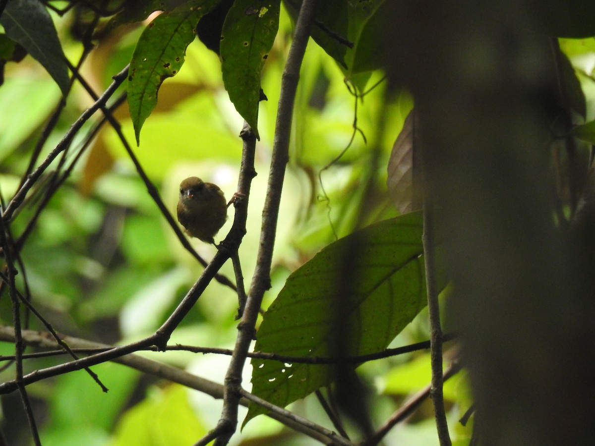 Tawny-crowned Greenlet - ML619856757