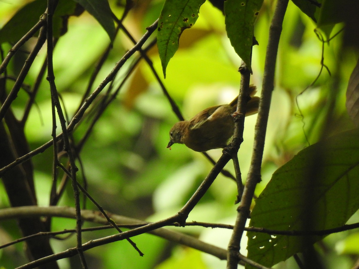 Tawny-crowned Greenlet - ML619856758