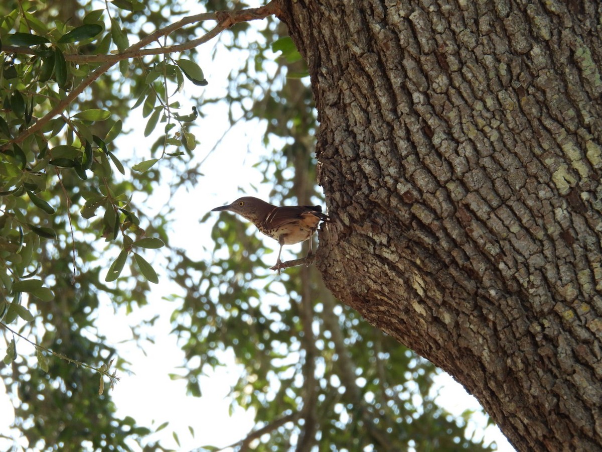 Brown Thrasher - ML619856762