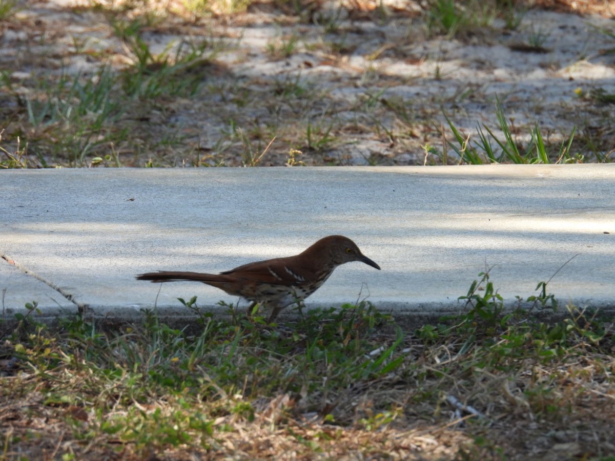 Brown Thrasher - Denise Rychlik