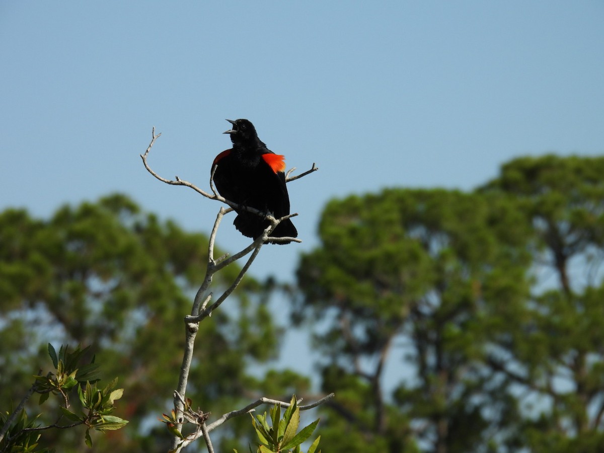 Red-winged Blackbird - ML619856789