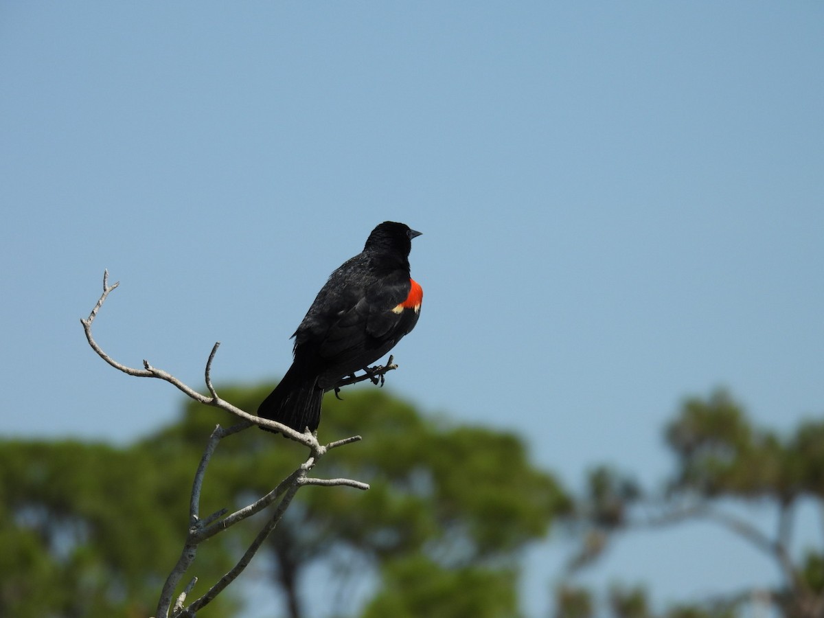 Red-winged Blackbird - ML619856790