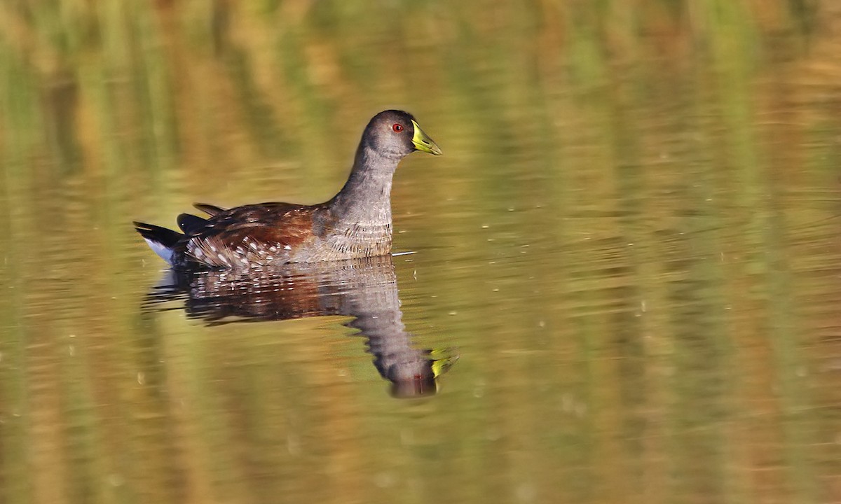 Gallinule à face noire - ML619856814