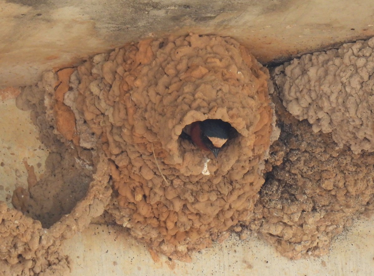 Cliff Swallow - ML619856817