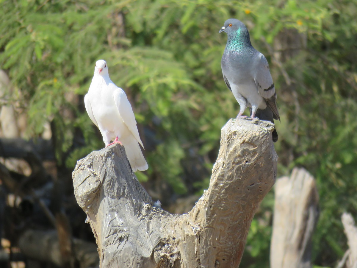 Rock Pigeon (Feral Pigeon) - ML619856843
