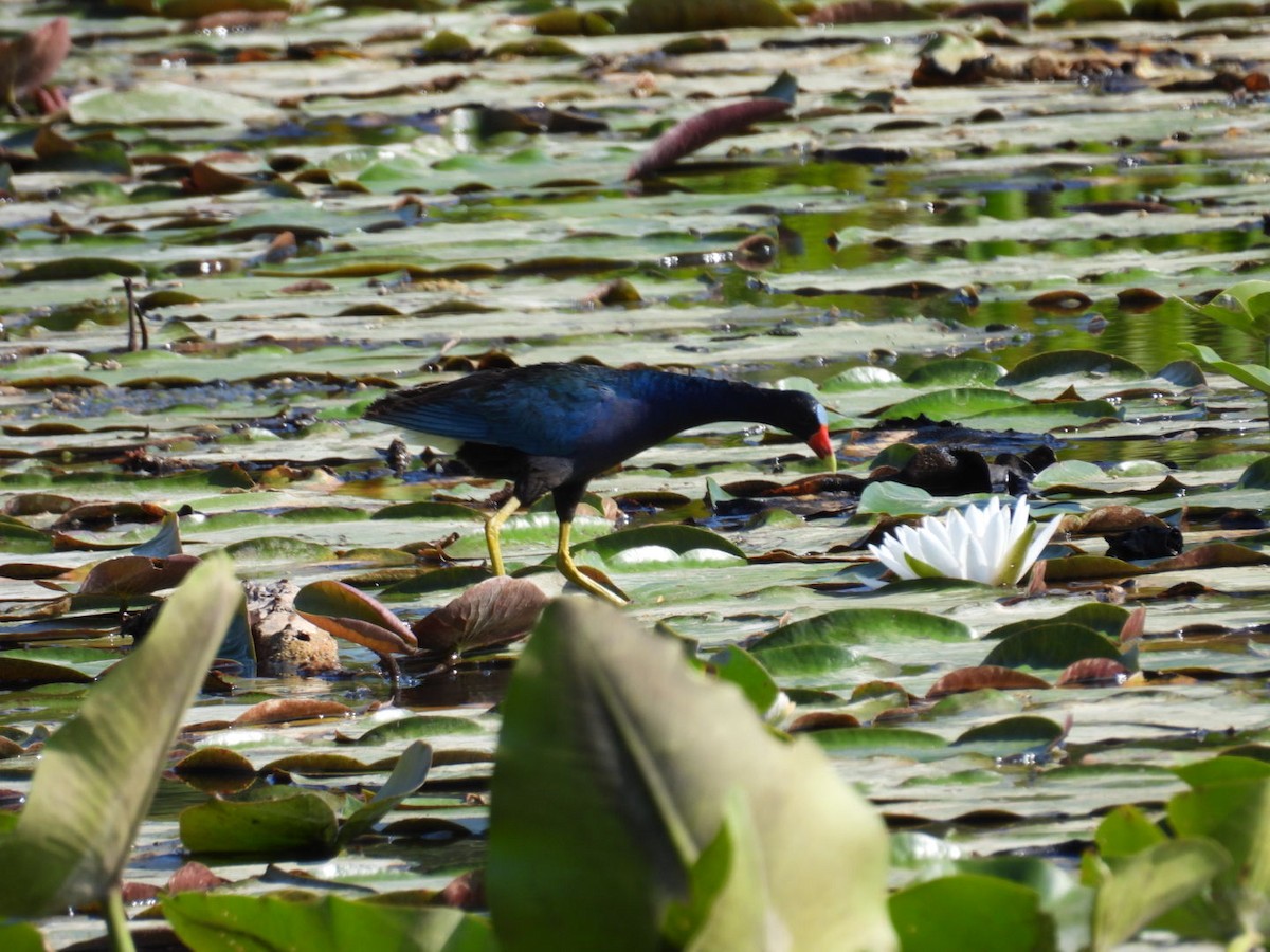 Purple Gallinule - ML619856845