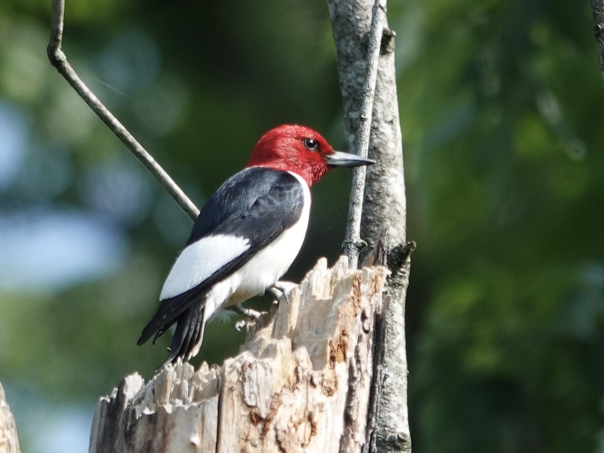 Red-headed Woodpecker - ML619856857