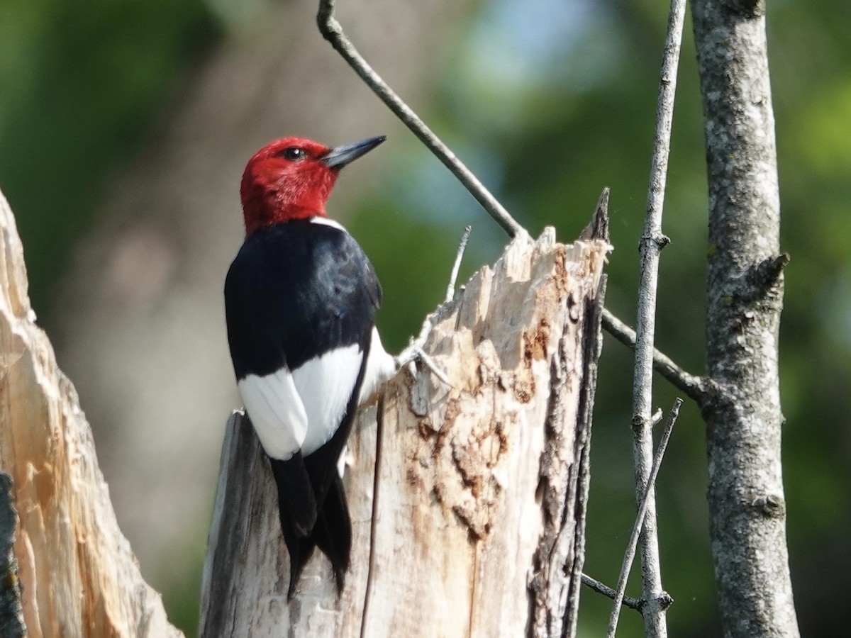 Red-headed Woodpecker - ML619856858