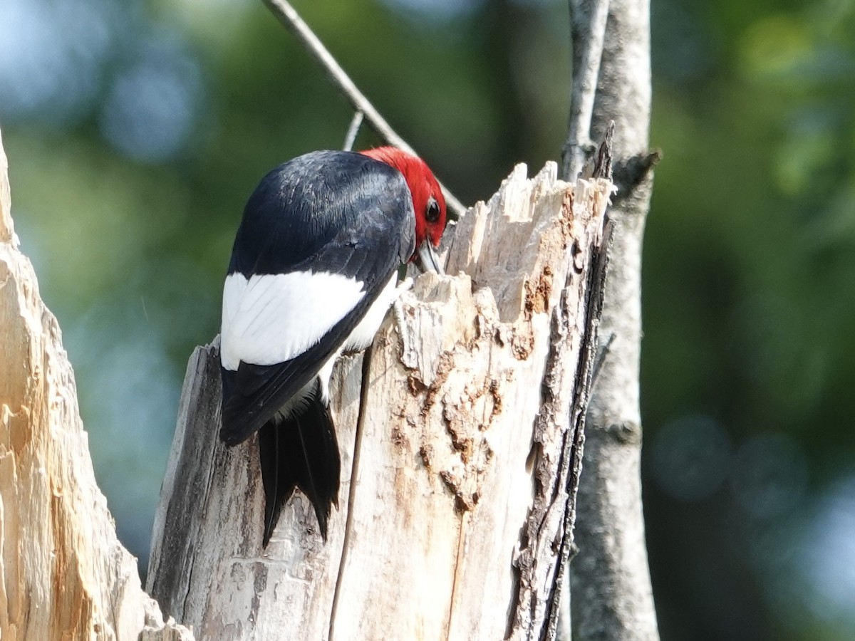Red-headed Woodpecker - ML619856859