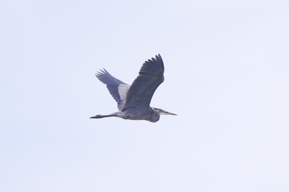 Great Blue Heron - ML619856870