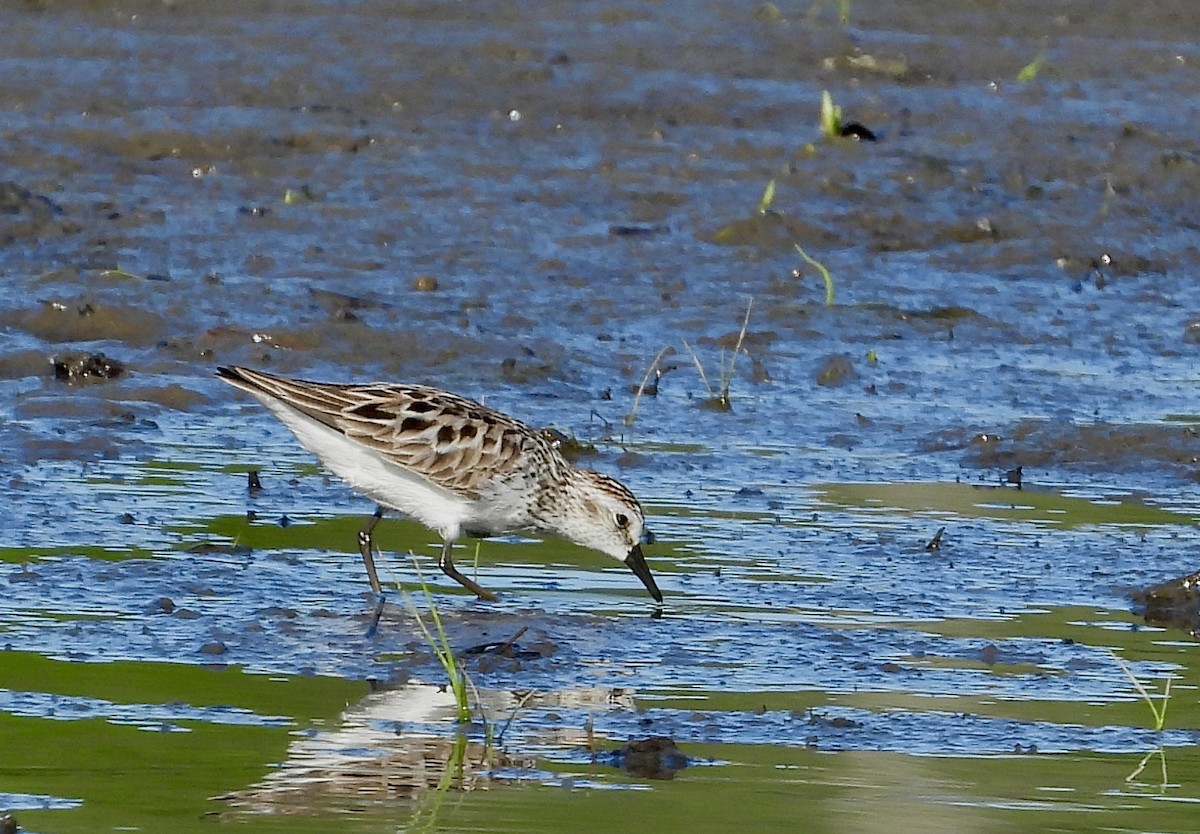 Sandstrandläufer - ML619856871