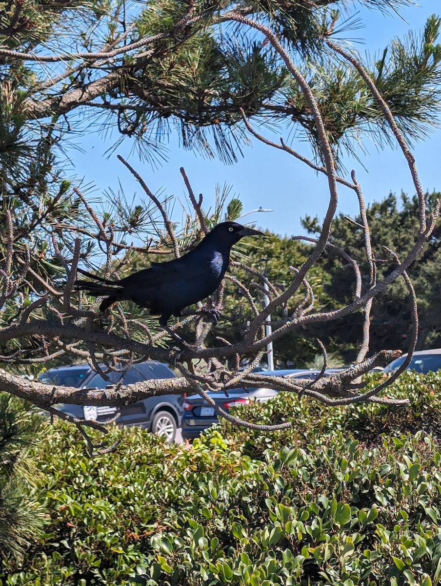 Boat-tailed Grackle - ML619856875