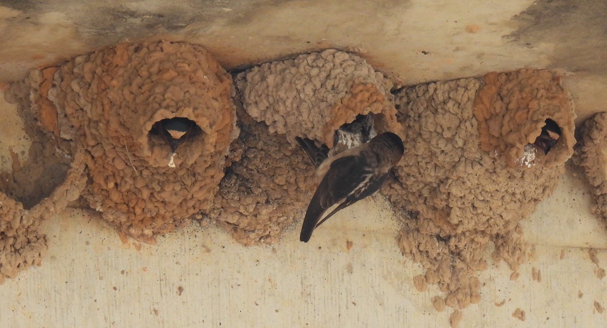 Cliff Swallow - ML619856881