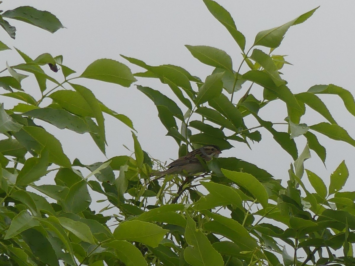 Clay-colored Sparrow - ML619856889