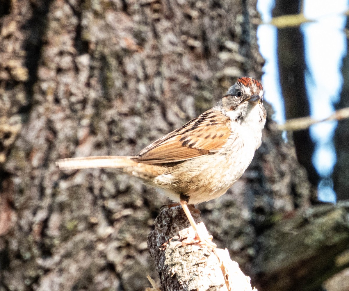 Swamp Sparrow - ML619856892