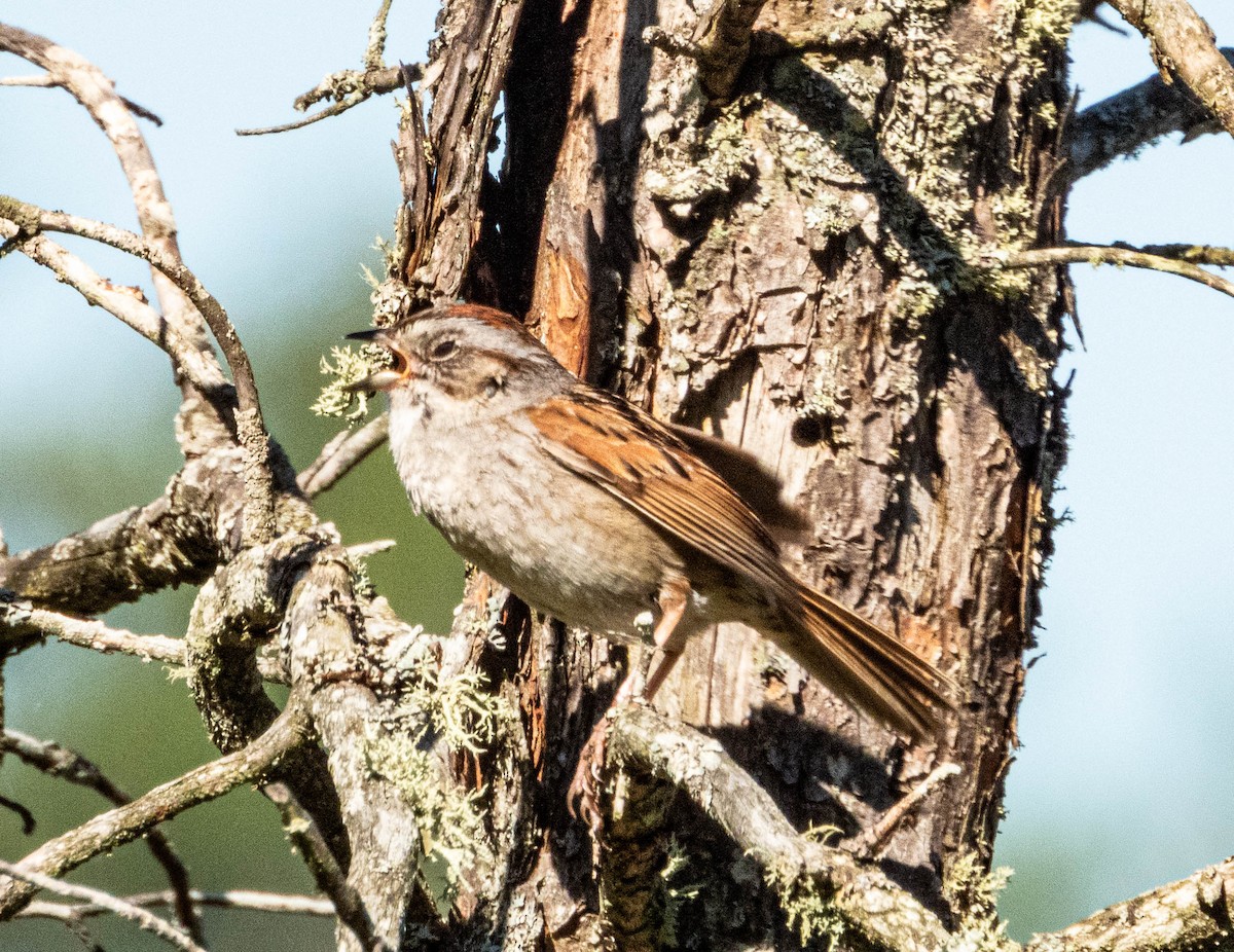 Swamp Sparrow - ML619856893