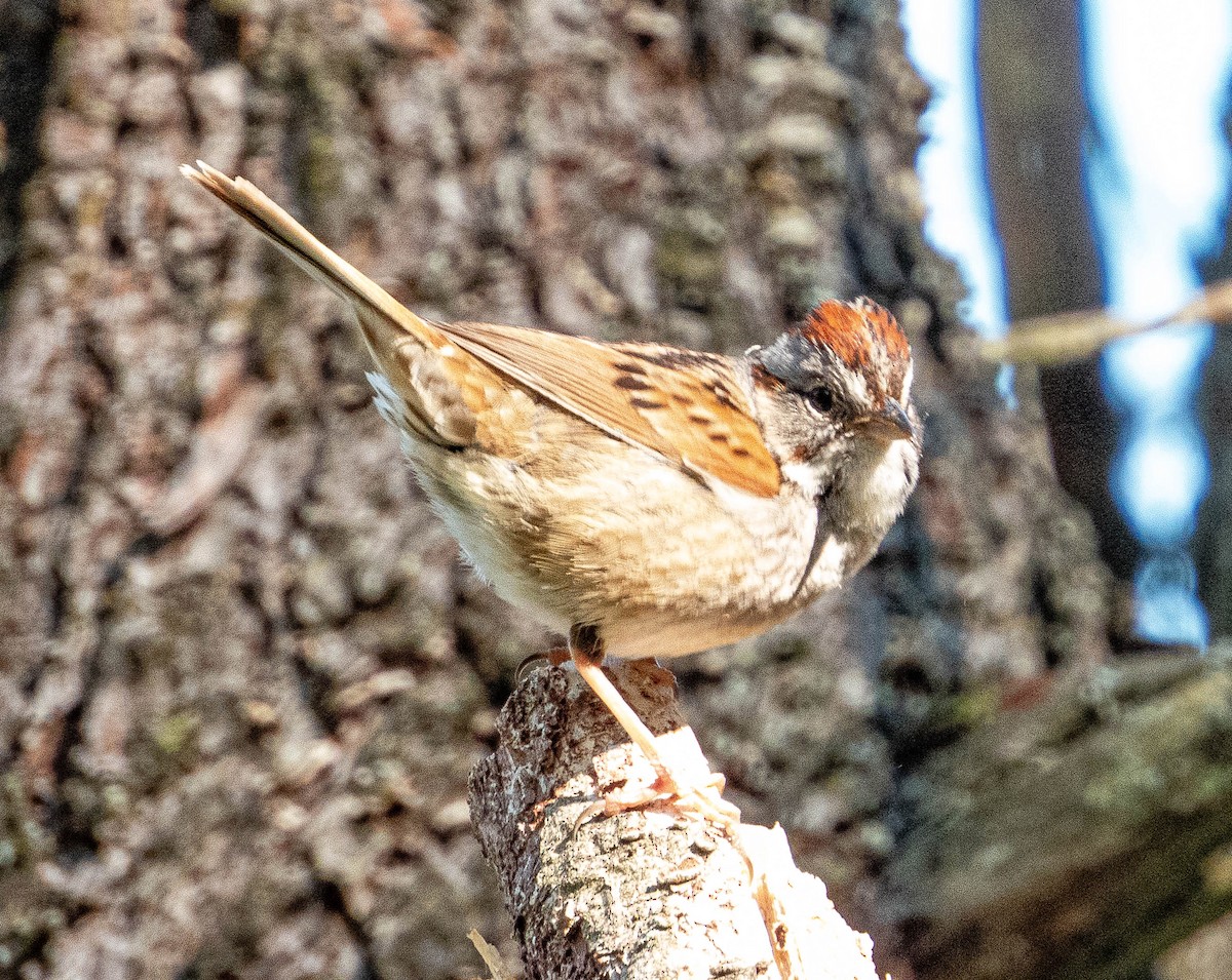 Swamp Sparrow - ML619856894
