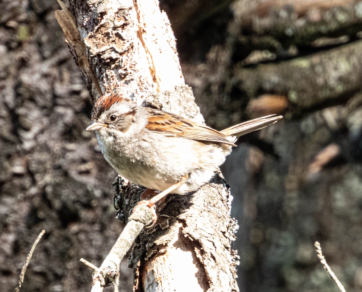 Swamp Sparrow - ML619856895