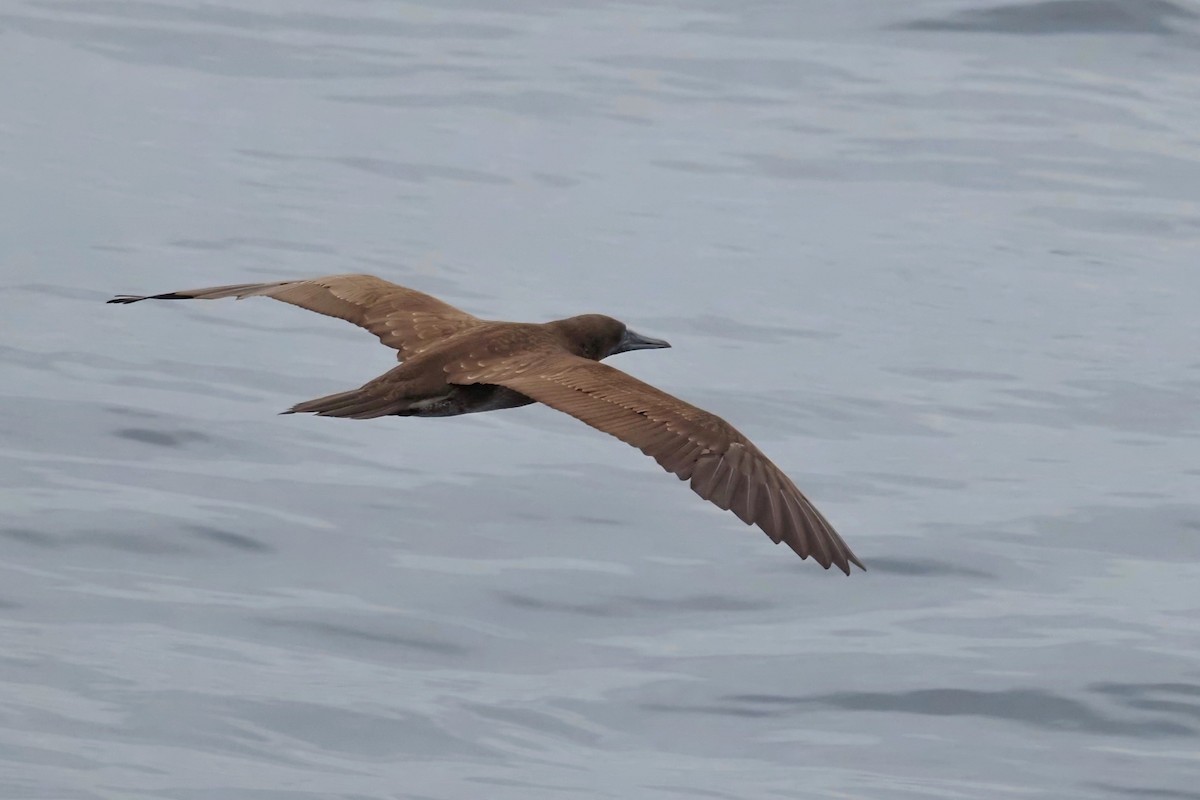 Brown Booby - ML619856899