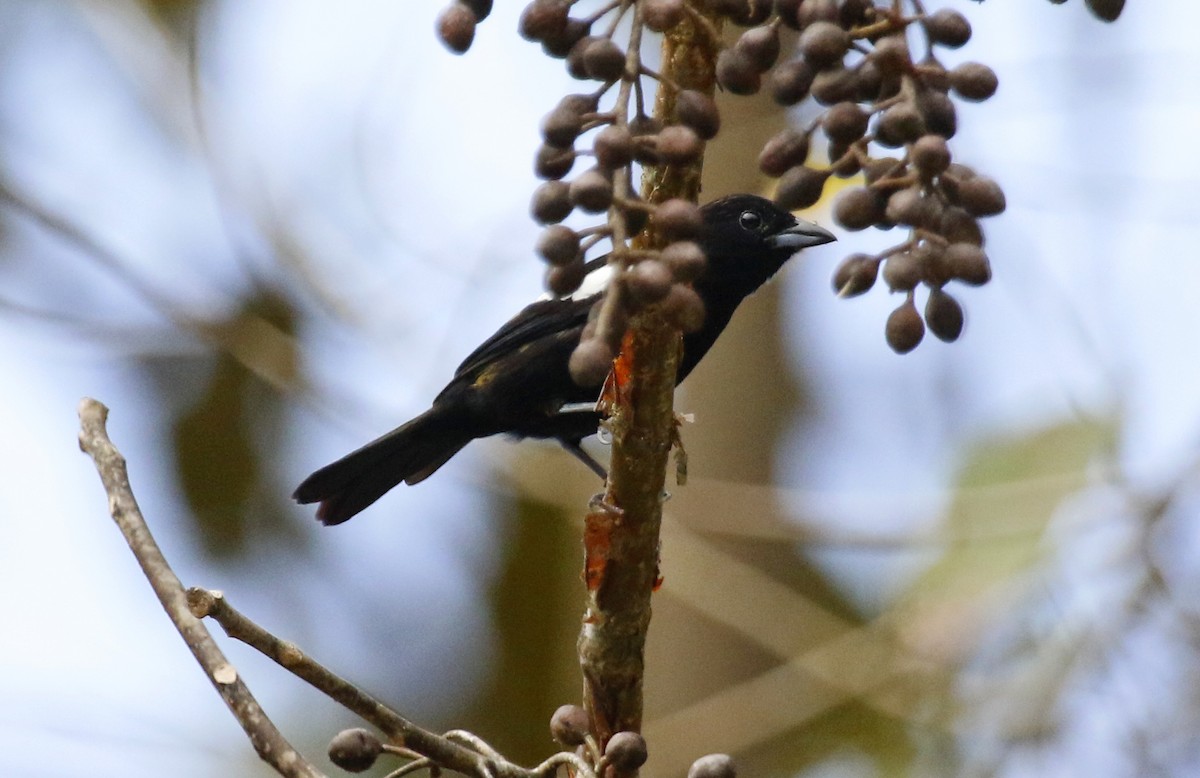 White-shouldered Tanager - ML619856900