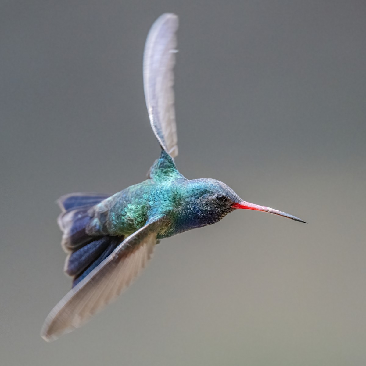 Broad-billed Hummingbird - ML619856902