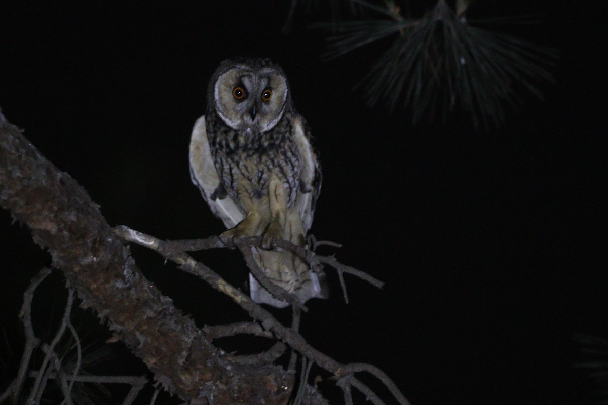 Long-eared Owl - ML619856905