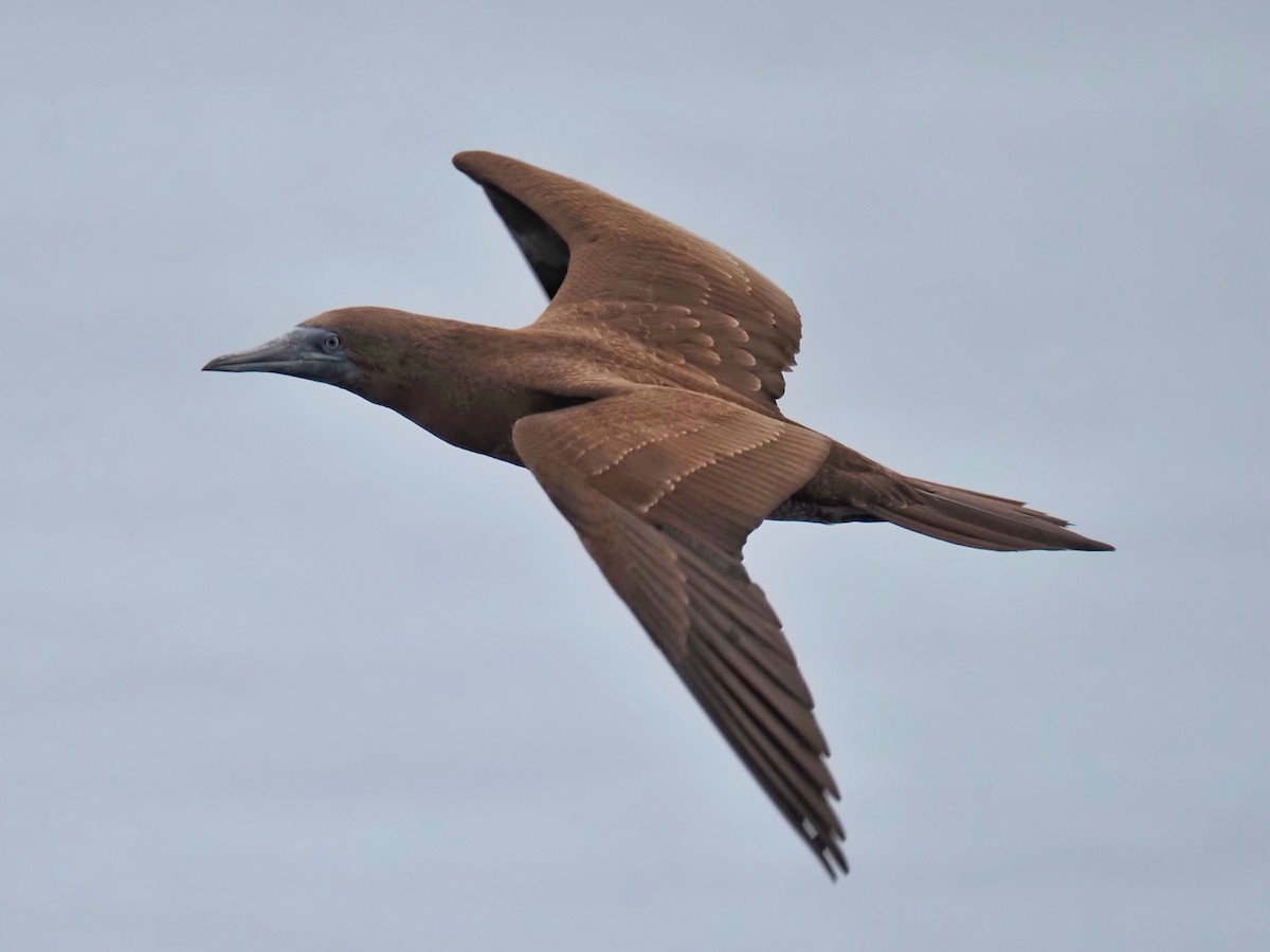 Brown Booby - ML619856919