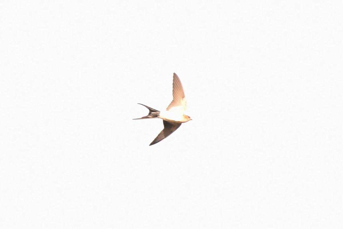 Red-rumped Swallow - ML619856930