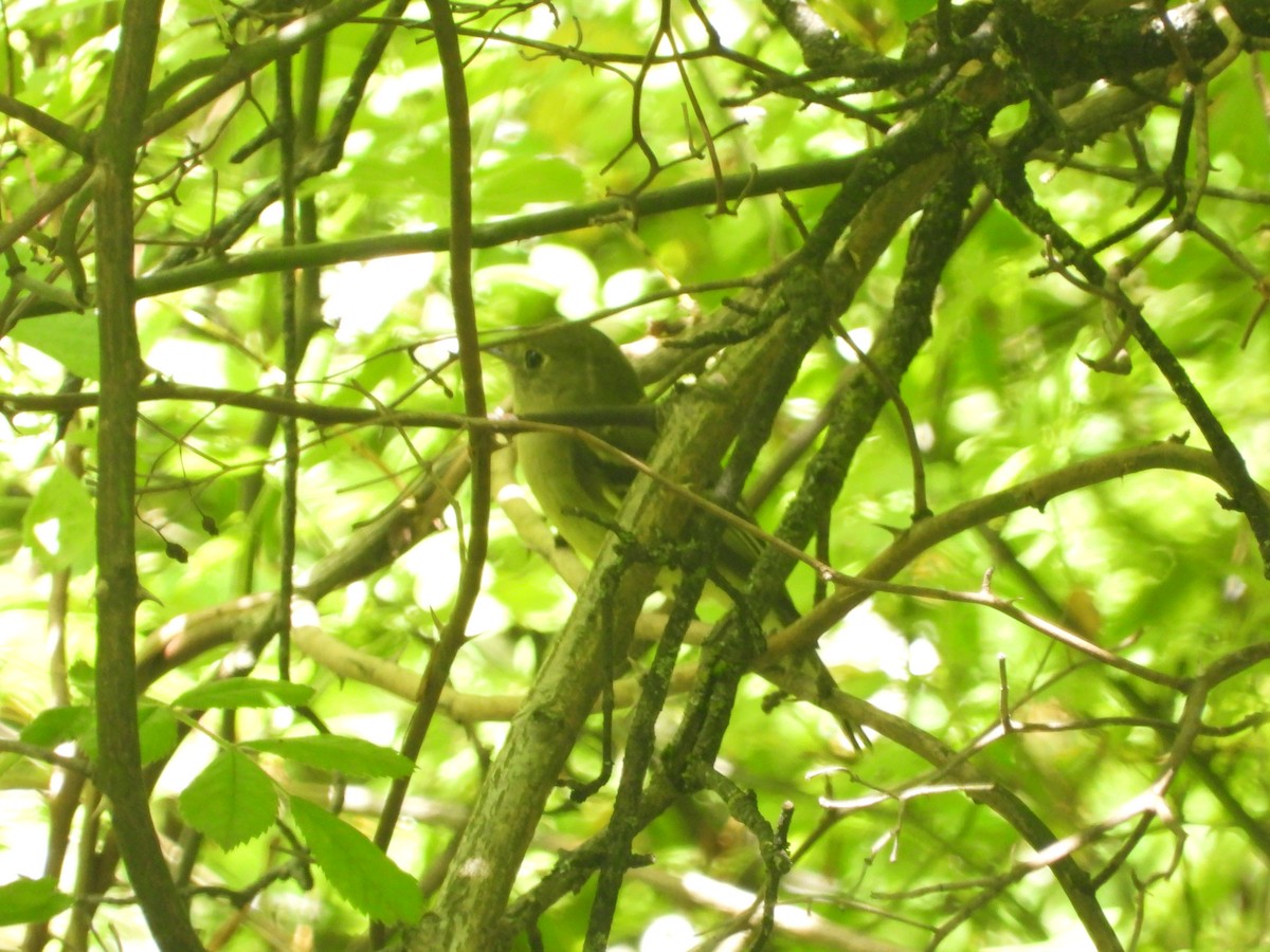 Yellow-bellied Flycatcher - ML619856935