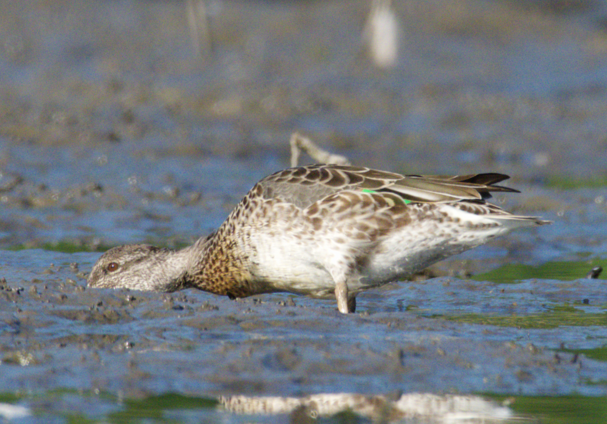 Green-winged Teal - ML619856964