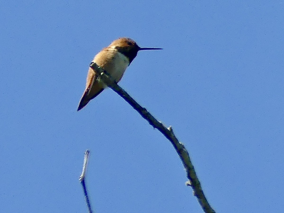 Rufous Hummingbird - ML619856992