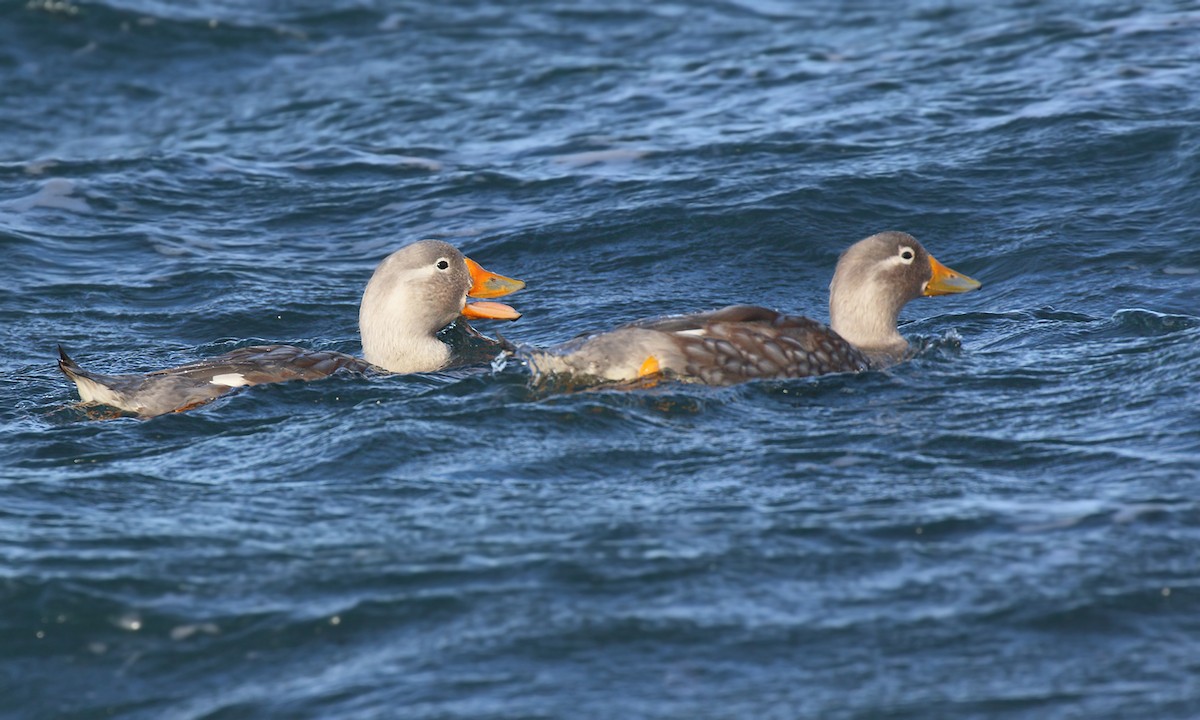 White-headed Steamer-Duck - ML619857007