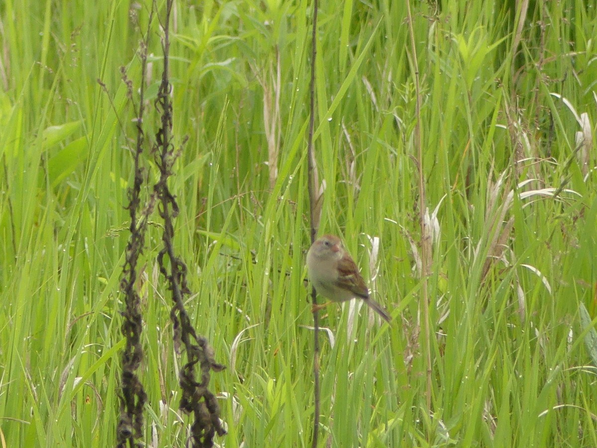 Field Sparrow - ML619857019