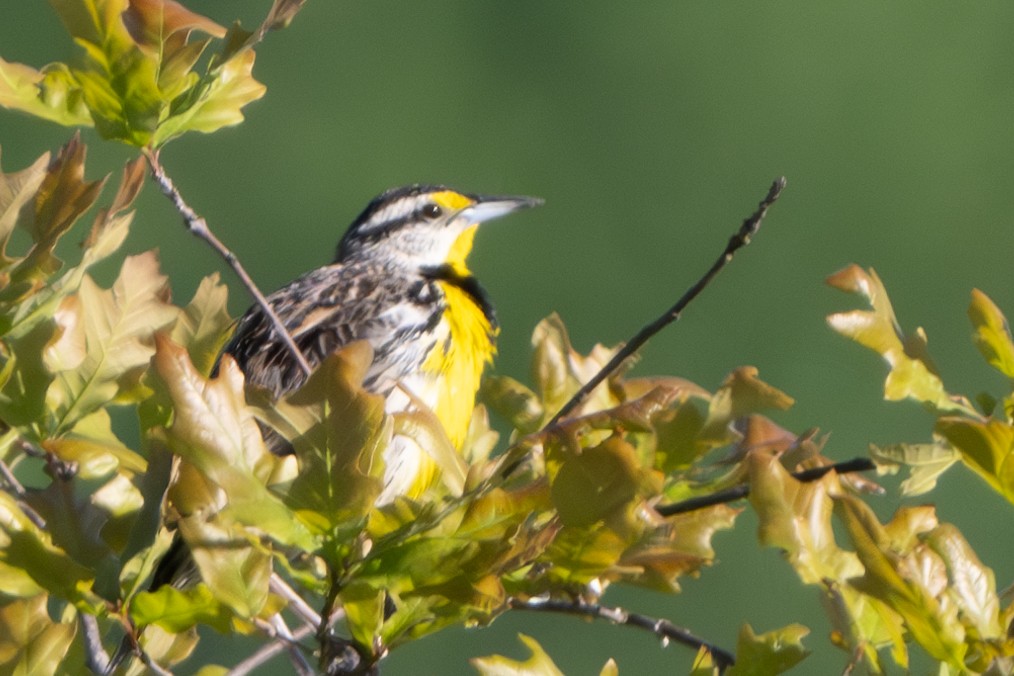 Eastern Meadowlark - ML619857021