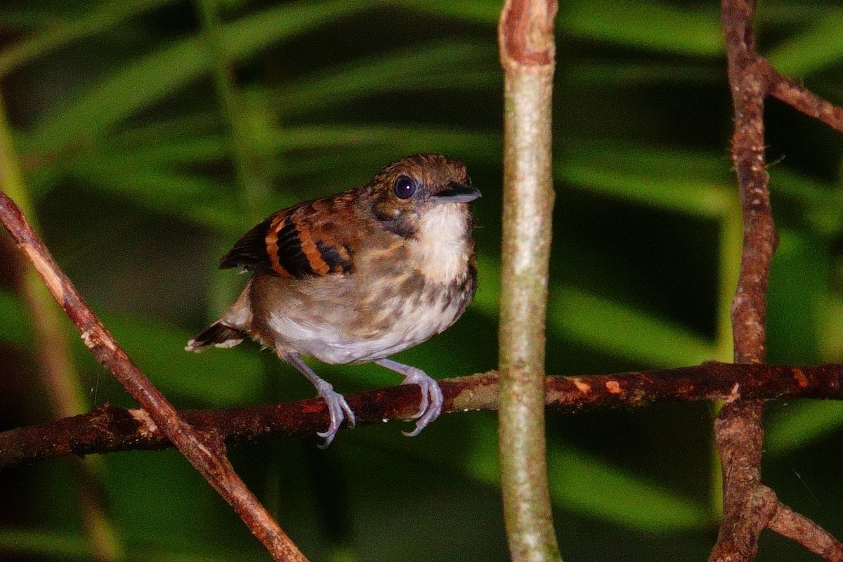 Spotted Antbird - ML619857025