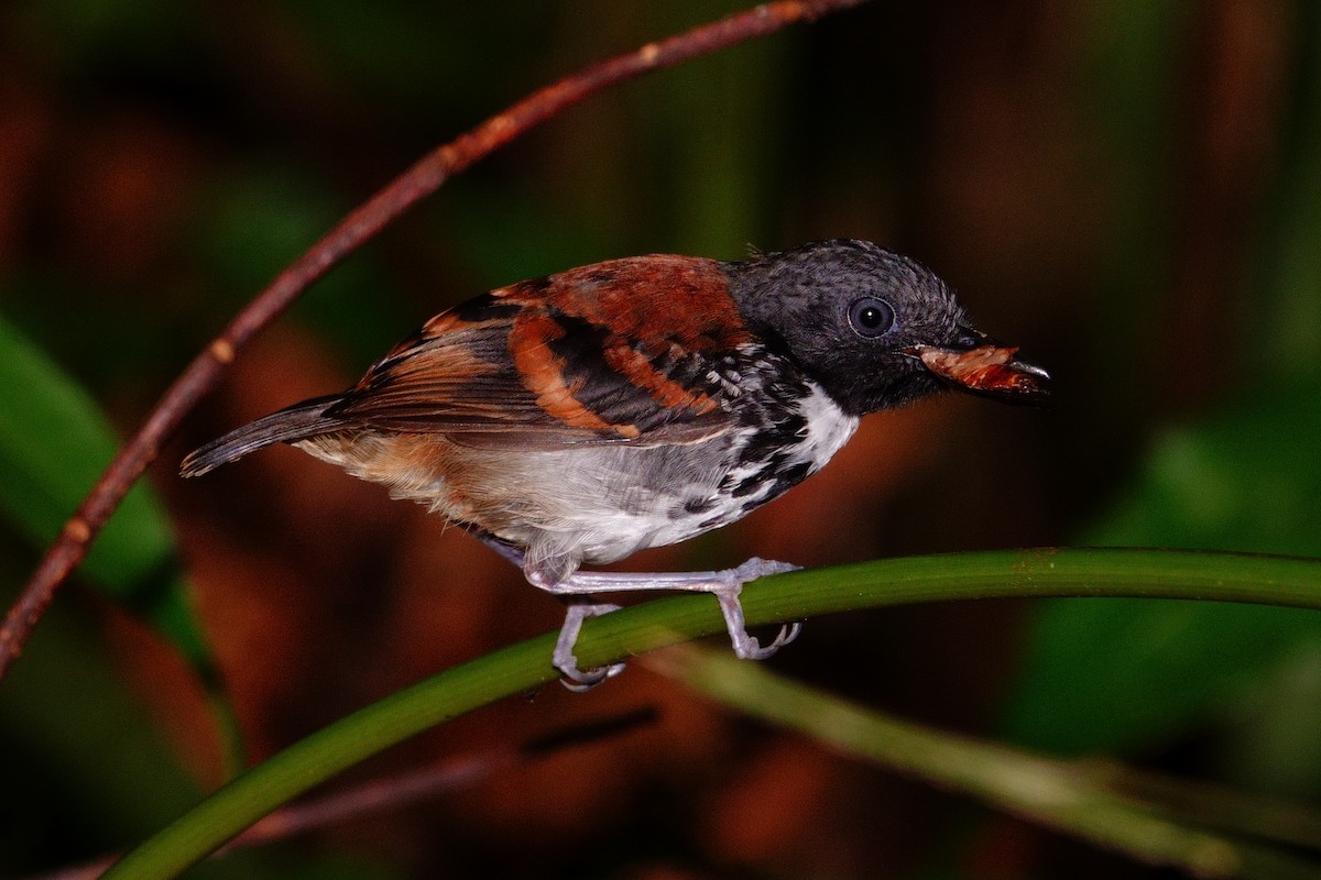 Spotted Antbird - ML619857026
