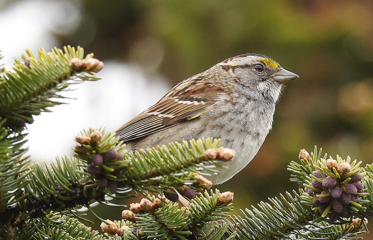 White-throated Sparrow - ML619857029