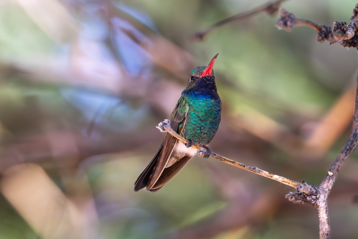 Broad-billed Hummingbird - ML619857069