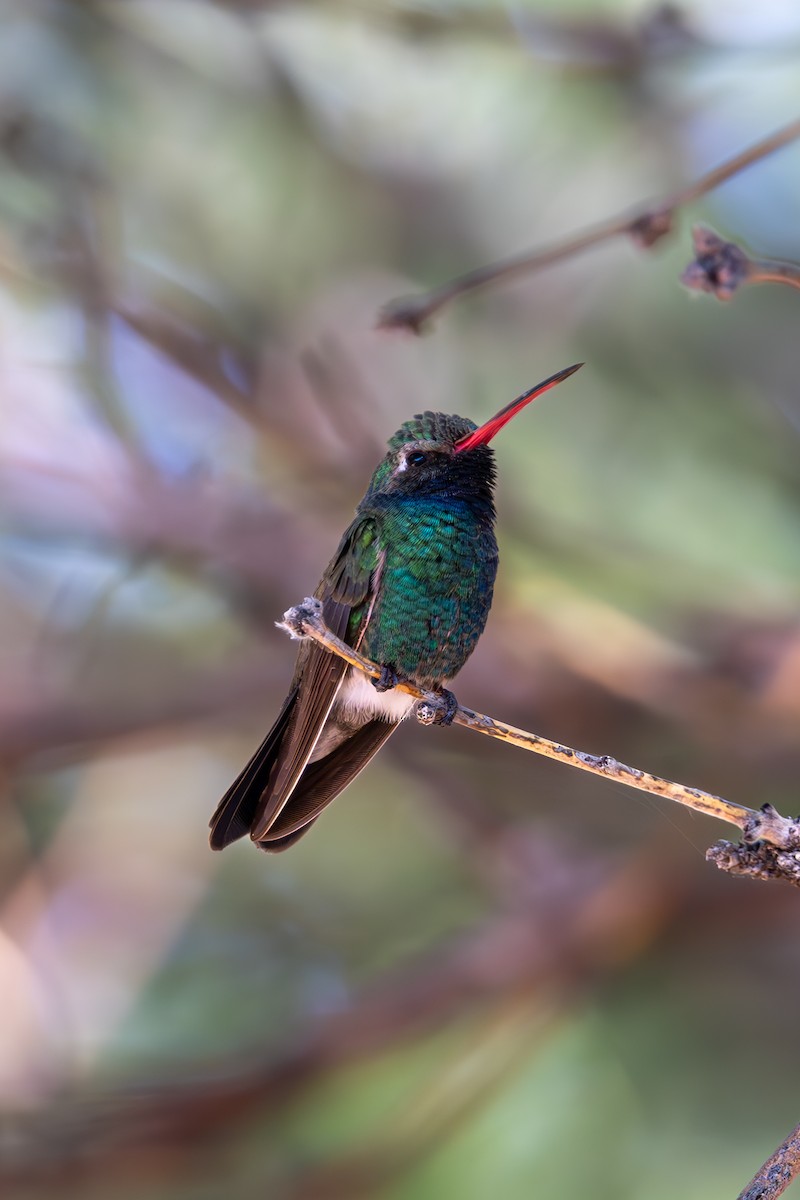 Broad-billed Hummingbird - ML619857070
