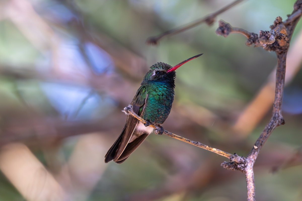 Broad-billed Hummingbird - ML619857071
