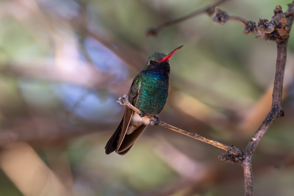 Broad-billed Hummingbird - ML619857072