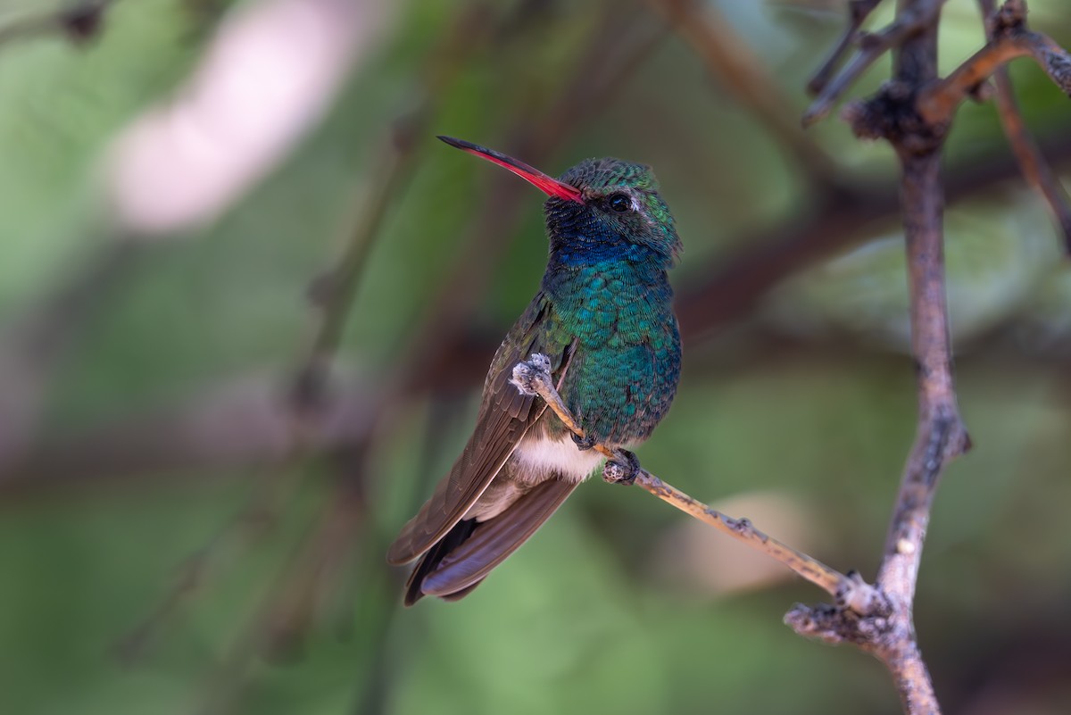 Broad-billed Hummingbird - ML619857073