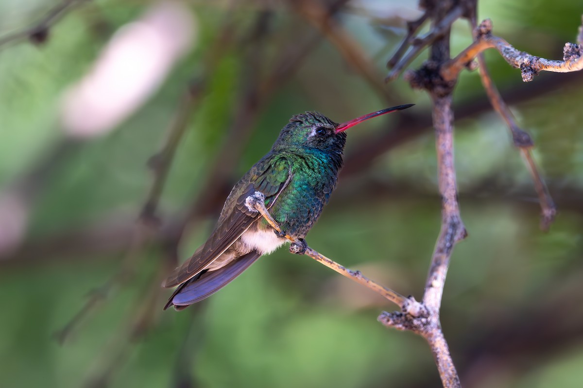 Broad-billed Hummingbird - ML619857074