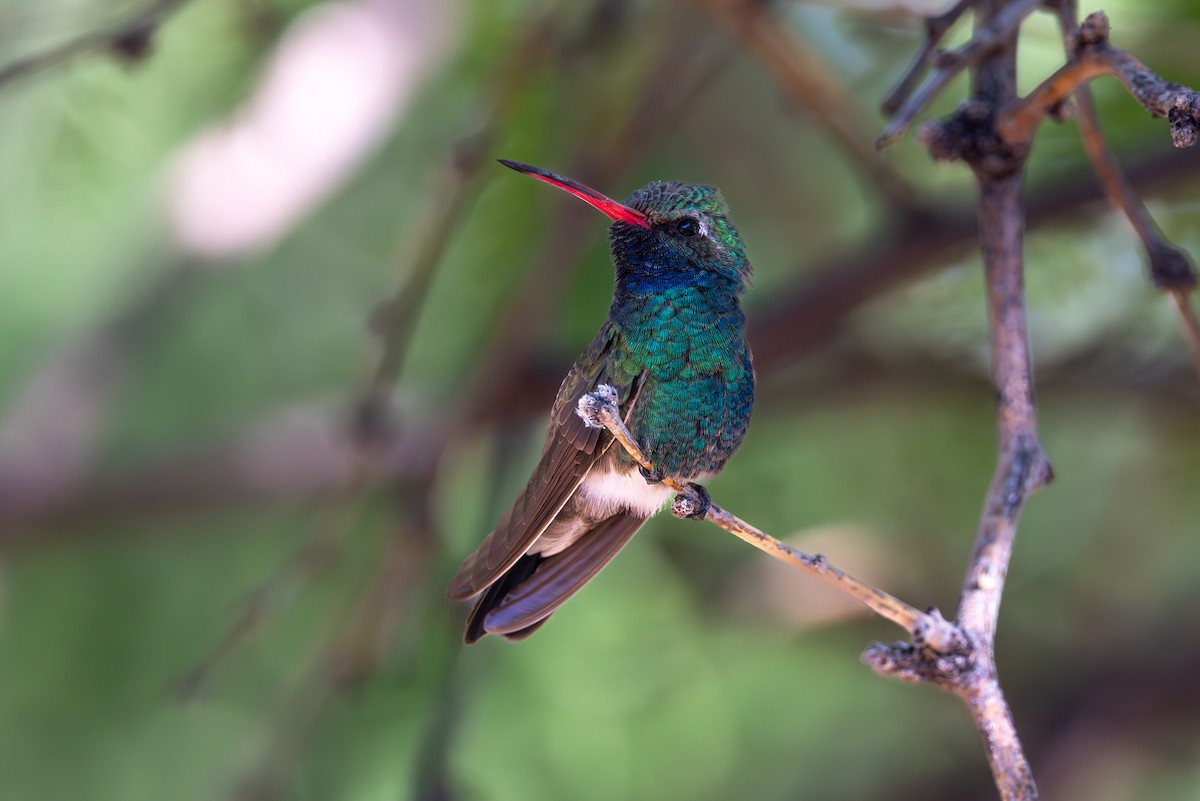 Broad-billed Hummingbird - ML619857075