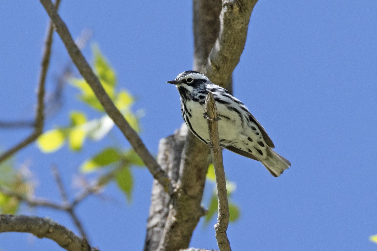 Black-and-white Warbler - ML619857085