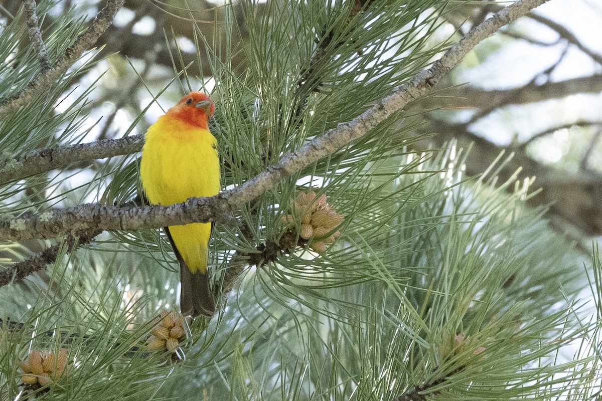 Western Tanager - ML619857094