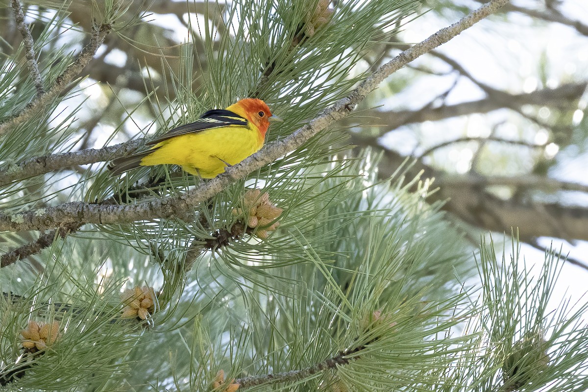 Western Tanager - ML619857095