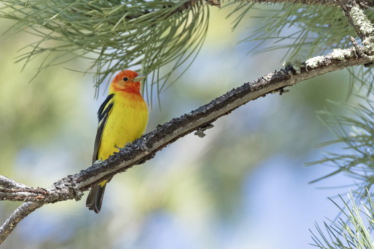 Western Tanager - ML619857096