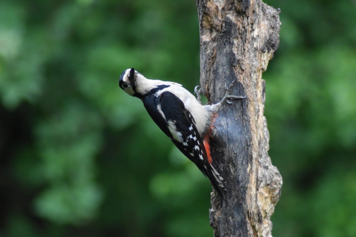Great Spotted Woodpecker - ML619857097